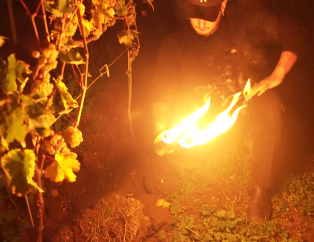 Glühweinwanderung bei Vinum Voyage / Fackellauf durch Weinreben